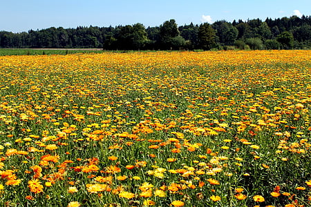 marigold, field, nature, landscape, crop, flowers, inflorescence
