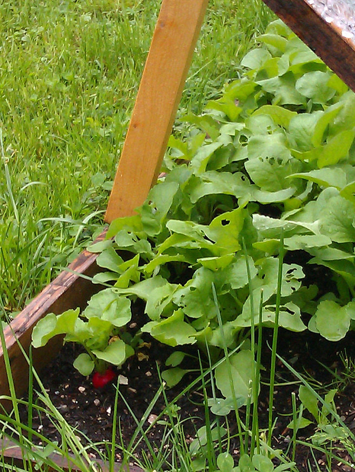 šaldymo rėmelyje, Pirmasis ridikas, augti daržovės sau, pavasarį, Sodininkystė