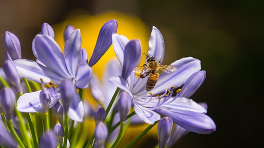 pčela, kukac, ljubičasta, cvijet, osa, proljeće, biljka