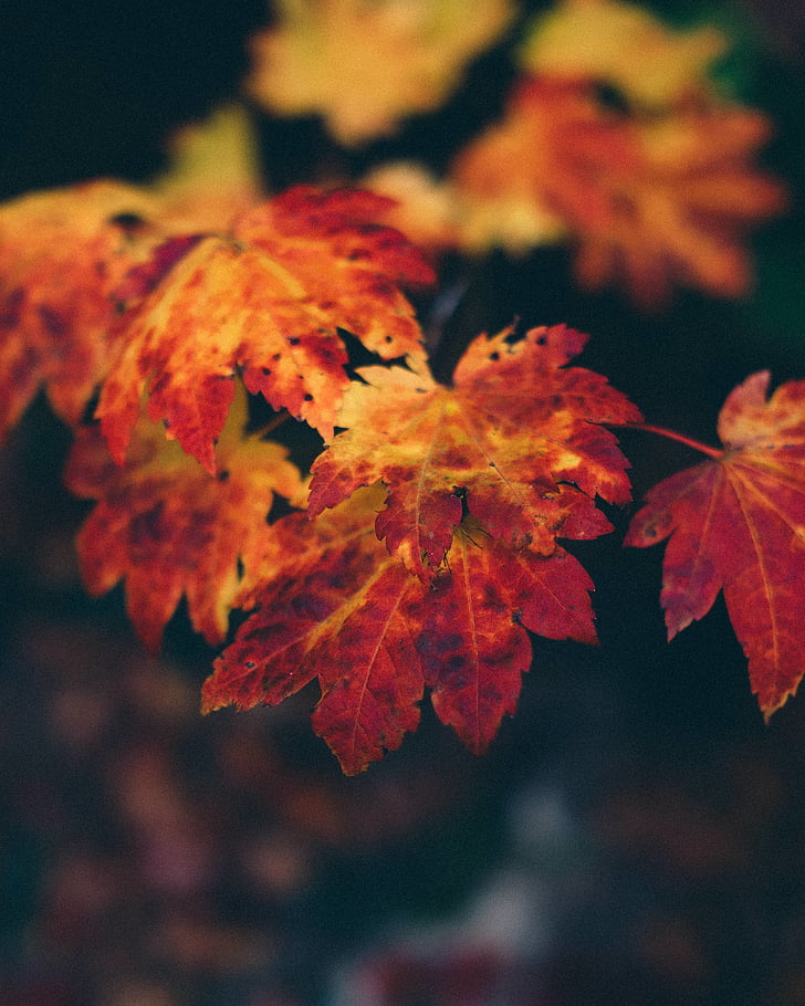mùa thu, mùa thu lá, mờ, sáng sủa, cận cảnh, màu sắc, mùa thu