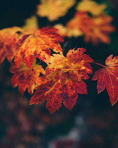 hösten, höstlöv, oskärpa, ljusa, närbild, färg, faller