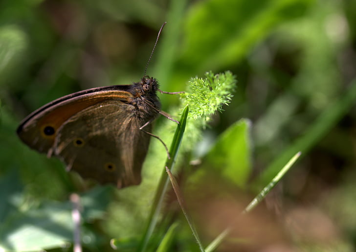 butterfly, plant, brown, wings, hang, insects, nature