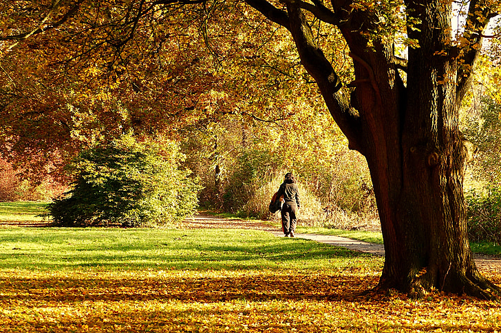 自然, 秋, 秋の色, 徒歩, 公園, 光, シャドウ