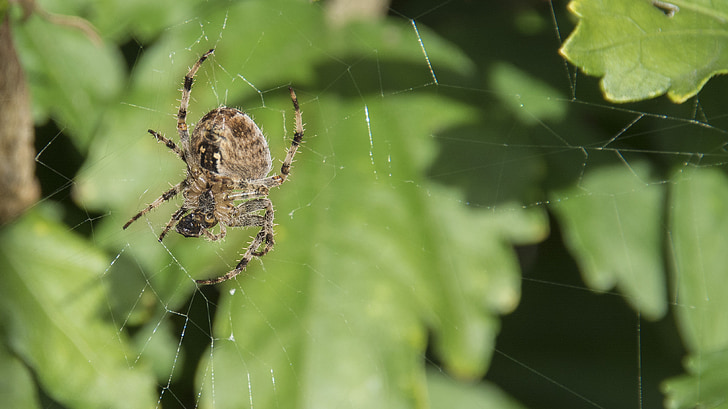 spider, nature, animals