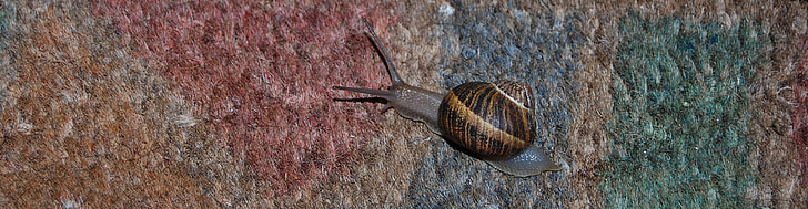 snail, clam, animal, colors
