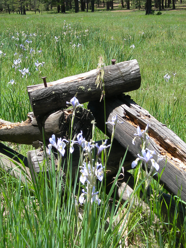 vilda iris, järnväg staket, fältet