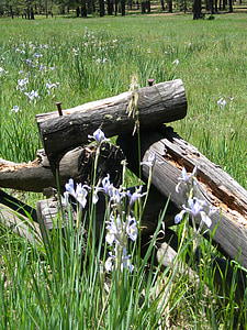 Wild iris, dzelzceļa žogs, lauks