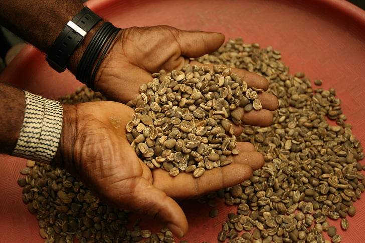 granos de café, crudo, marrón, agricultura, granjero, comerciante, cafeína