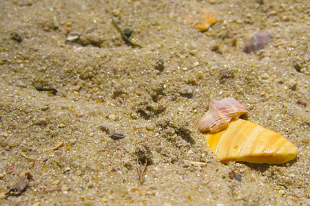 沙子, 贝壳, 海滩, mar, 在里约热内卢, 巴西