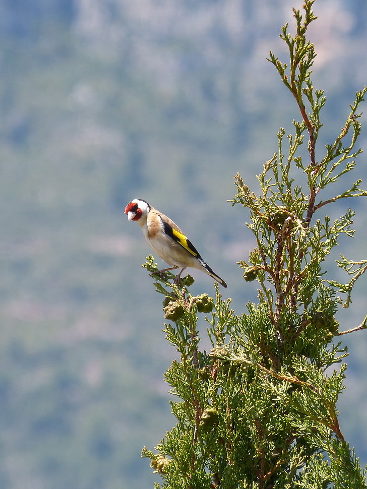 goldfinch, singing, trill, cypress, cadernera, carduelis carduelis, bird