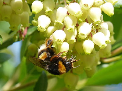 bumblebee, libar, flower, strawberry tree, arbutus flower