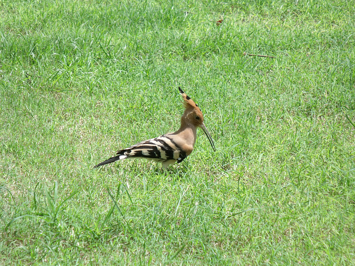 hoopoe, bird, beak, long, crest, grass, feeding