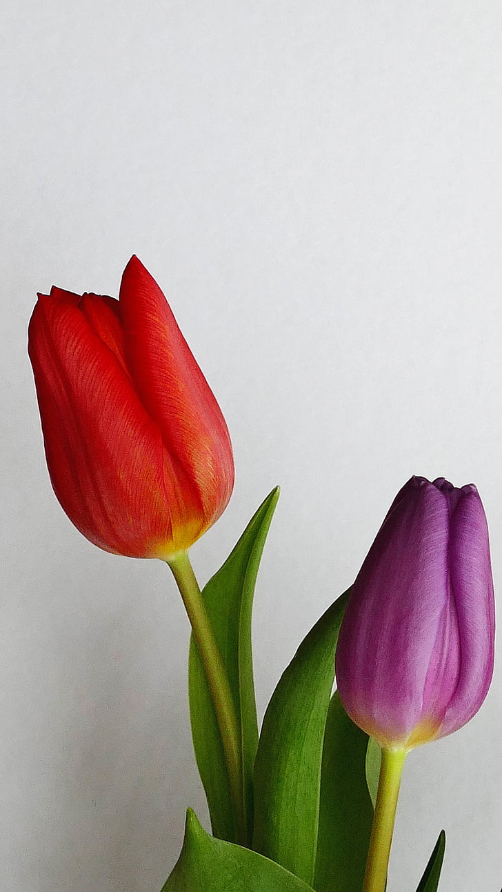 virágok, tulipán, tavaszi, természet, sárga, virágos, Blossom