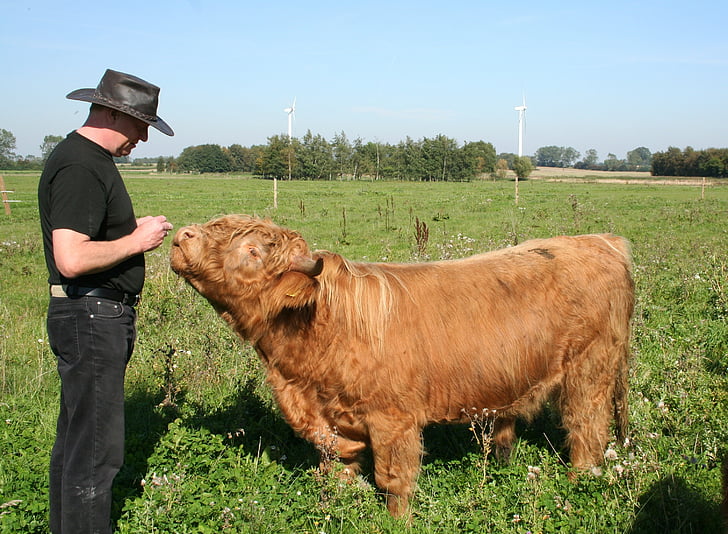 Bull, Highland cattle, bovins, bovins Highlands écossais, Agriculture, ferme, agriculteur