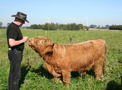 бик, Highland великої рогатої худоби, Худоба, шотландський highland великої рогатої худоби, Сільське господарство, ферми, фермер