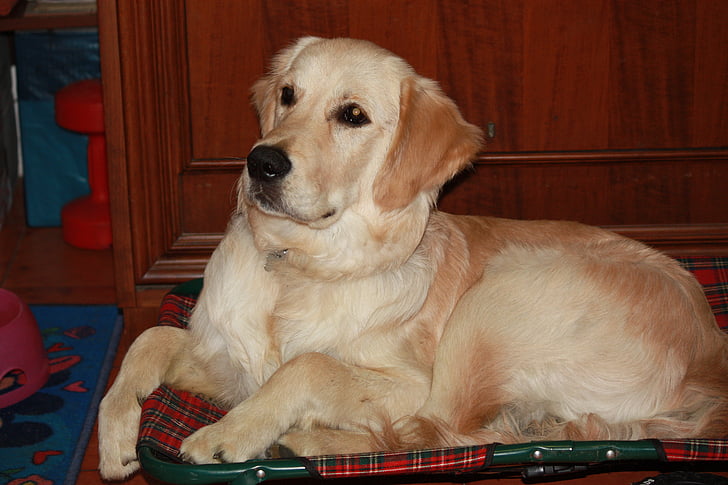dog, animal, golden retriever