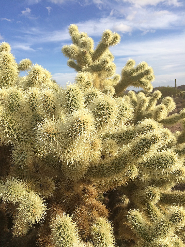 Cholla, Teddybear cactus, ours en peluche, désert, Cactus, Arizona, é.-u.