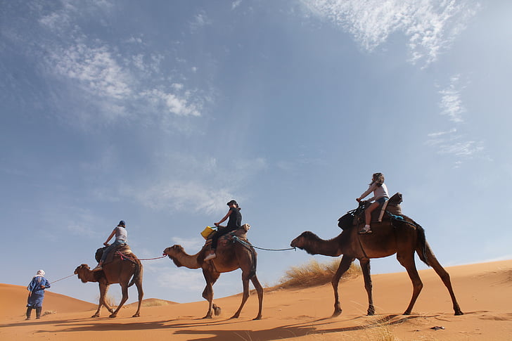 deserto, Sahara, areia, dunas, Tuareg, camelos, cavalo