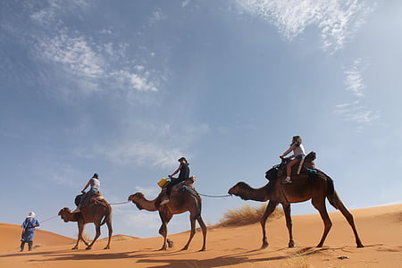 desert, sahara, sand, dunes, tuareg, camels, horse