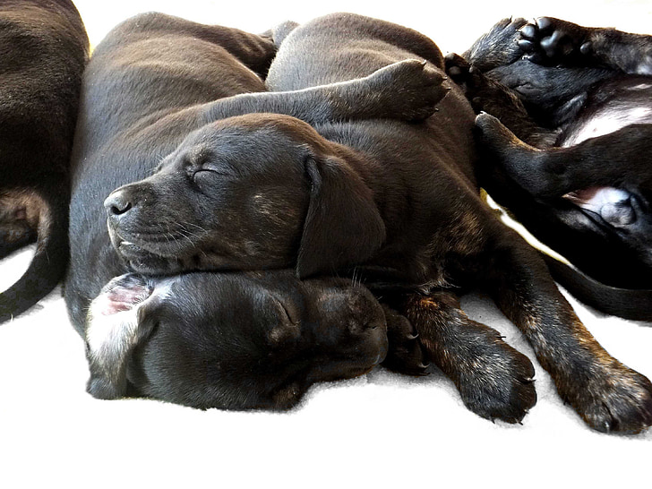 собака, щенок, черный, Спящая, Доберман, дорогой, Домашние животные