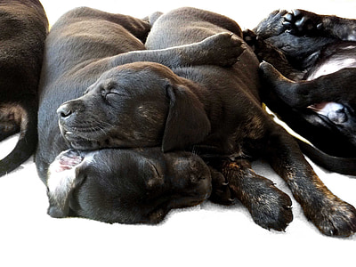 hund, hvalp, sort, sovende, Dobermann, dyrt, kæledyr