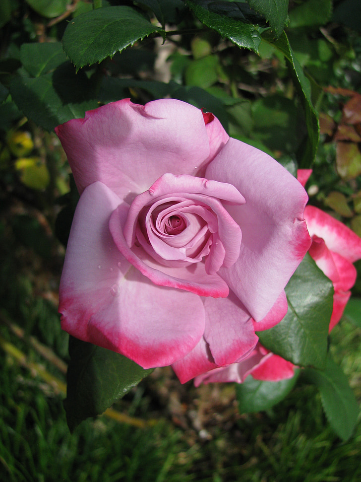 naik, Pink rose, merah muda, bunga