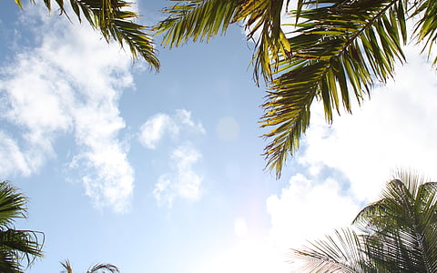 træer, Palm, skyer, Sky, palmetræ, Tropical, sommer