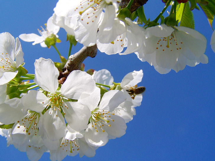 Kirsipuu lill, valge lill, kevadel