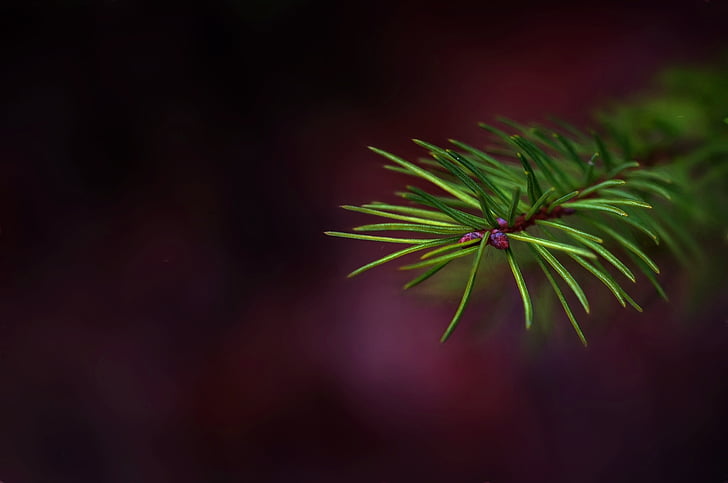 painting, image, needles, green, spruce, nature, close-up