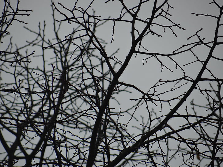 arbre, blätterlos, tardor, l'hivern, trist