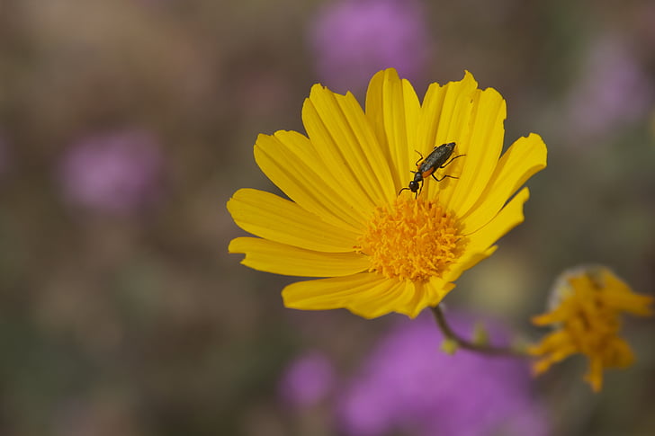 λουλούδι, bug, φύση, Κίτρινο, το καλοκαίρι, φυτό, έντομο