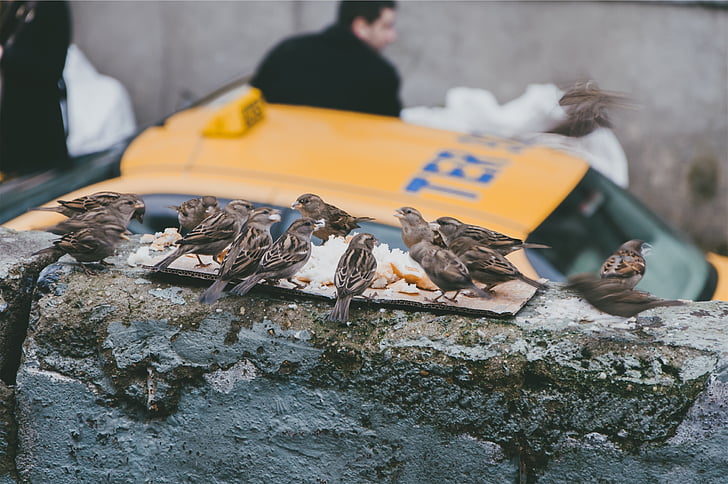 Fotoğraf, kuşlar, yakın:, Sarı, Taksi, Taksi, yeme