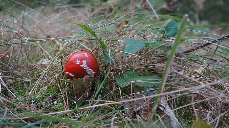 forest, fungus, red, mushrooms, detail, nature, dry grass