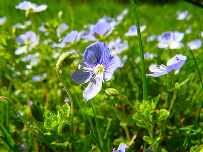 Čestné uznání, květ, Veronica filiformis, rostliny speedwell, květ, Bloom, modrá