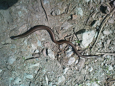 slow-worm, snake, lizard, animal, nature, reptile, wildlife