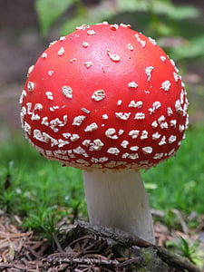 Amanita muscaria, fungo, rosso, foresta, natura, tossico, autunno