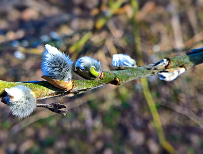 natur, Willow catkins, våren, pause slutten knopper, silberglänzend, myk, fløyelsaktig