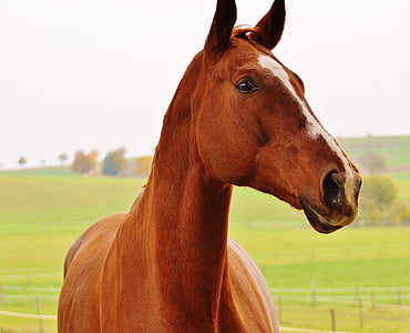 ló, állat, Ride, Reiterhof, barna, kapcsoló, rét