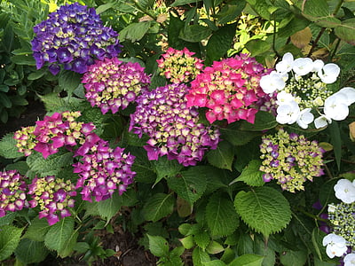 ziedi, krāsas, dārza, Pavasaris, Violeta, Bloom, puķe