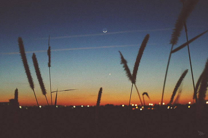 silhouette, plante, nuit, temps, coucher de soleil, tombée de la nuit, Lune