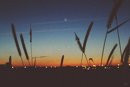 silhouet, plant, nacht, tijd, zonsondergang, schemering, maan