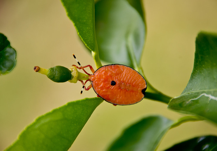 error, insecte, taronja, oval, brillant, arbre de llimona, Queensland