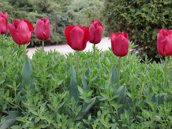 tulipanes, flor, Tulip