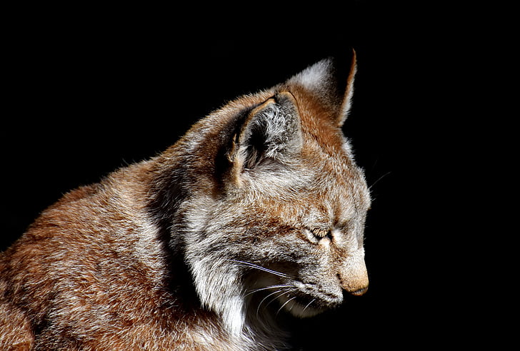 Lynx, vilde dyr, Wildcat, kødædende, dyrenes verden, dyreliv fotografering, Predator