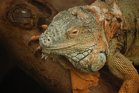 iguana, lizard, scaly, herbivorous, saurian, head, adult