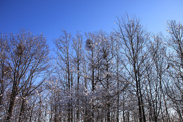 modrá, chlad, Les, obloha, zasněžené, stromy, bílá