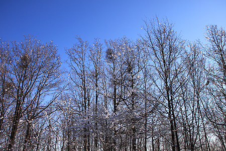 modra, hladno, gozd, nebo, zasneženih, dreves, bela