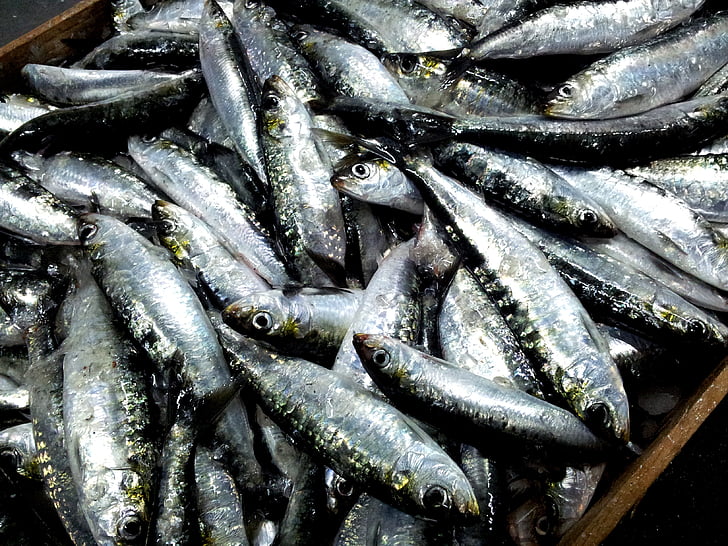 sardinky, MALPICA de bergantiños, Coruña, plody mora, ryby, jedlo a pitie, jedlo
