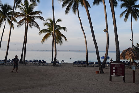 dominican republic, island, beach, caribbean, palm, tropical, sea