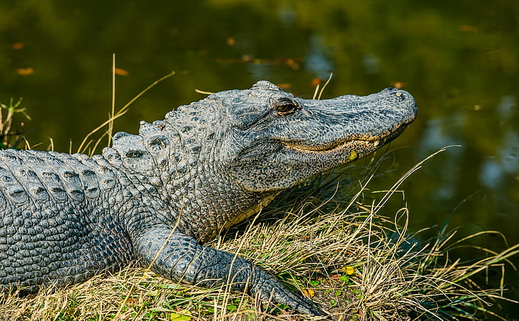 grey, crocodile, near, calm, body, water, daytime